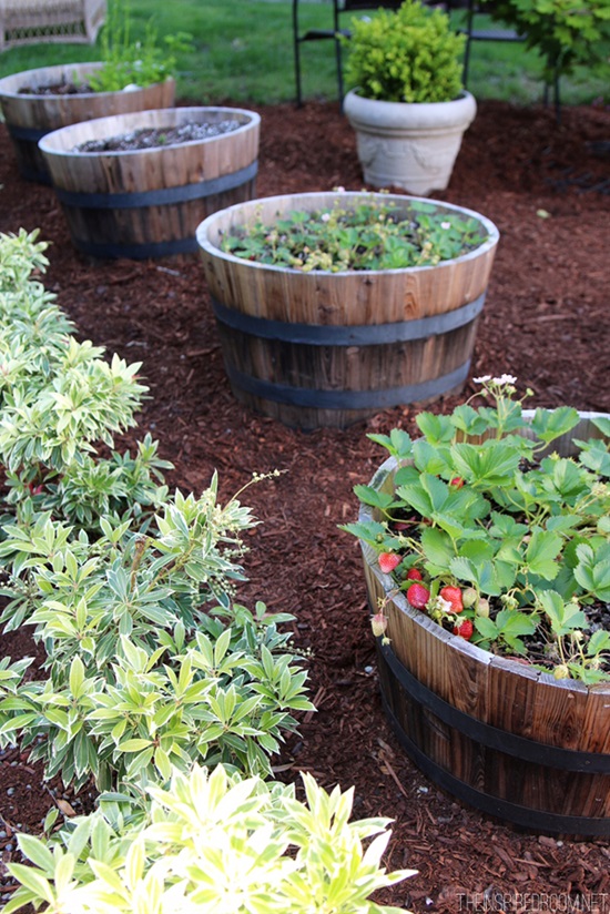 12 Clever & Creative Ways To Grow Strawberries. Ecotek Green Living