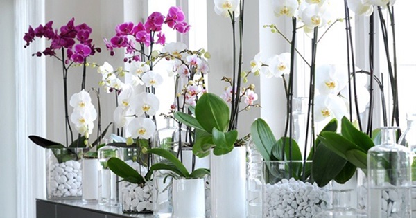15 Air Purifying Plants For a Better Home