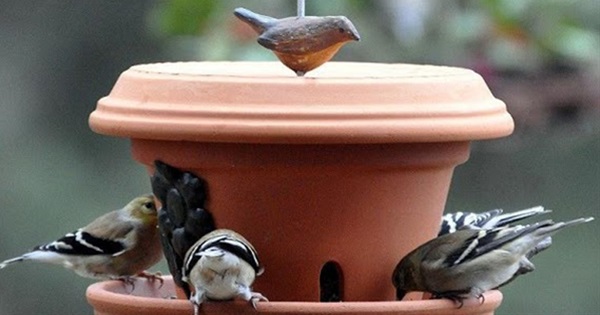 8 Amazing Ideas Of Using Clay Pots In Your Garden Postris