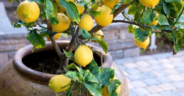 10 Easy Guides To Grow Vegetables Fruits In Containers Postris 10 Easy Guides To Grow Vegetables Fruits In Containers